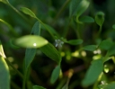 IMGP3116-1024.jpg