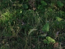 IMGP3153-1024.jpg