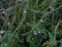 IMGP3154-1024.jpg