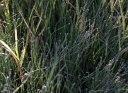 IMGP3219-1024.jpg