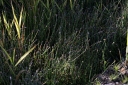 IMGP3221-1024.jpg