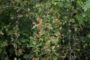 IMGP3296-1024.jpg