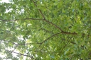 IMGP3332-1024.jpg