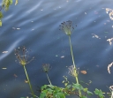 IMGP3350-1024.jpg