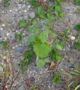 IMGP3427-1024.jpg