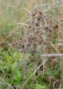 IMGP3439-1024.jpg