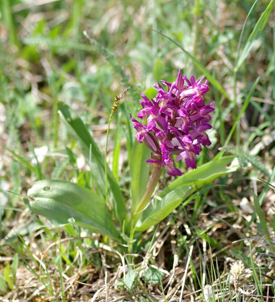 IMGP0017-1024.jpg
