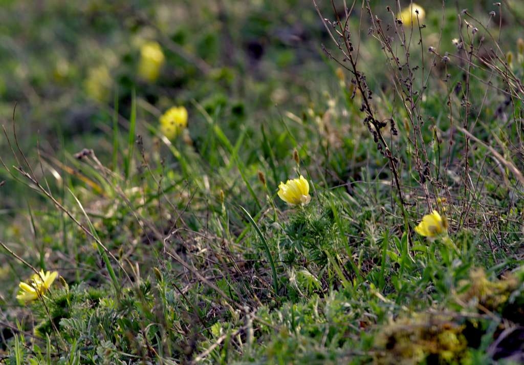 IMGP0073-1024.jpg