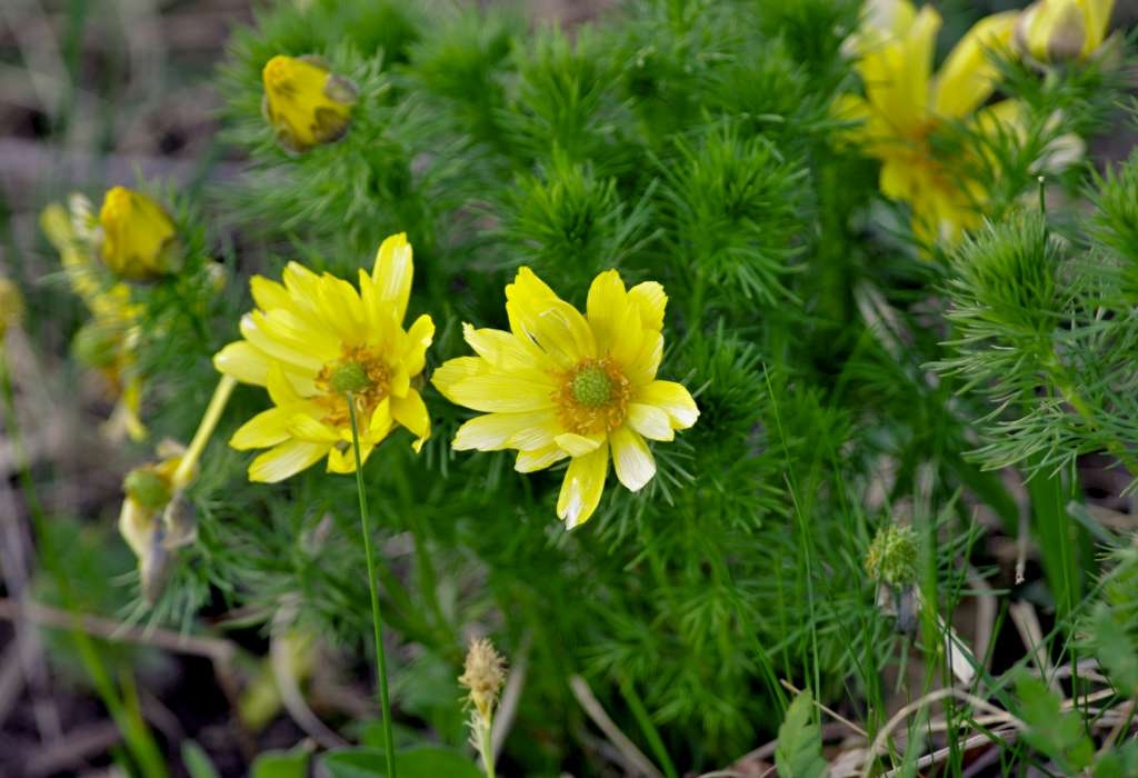 IMGP0075-1024~0.jpg