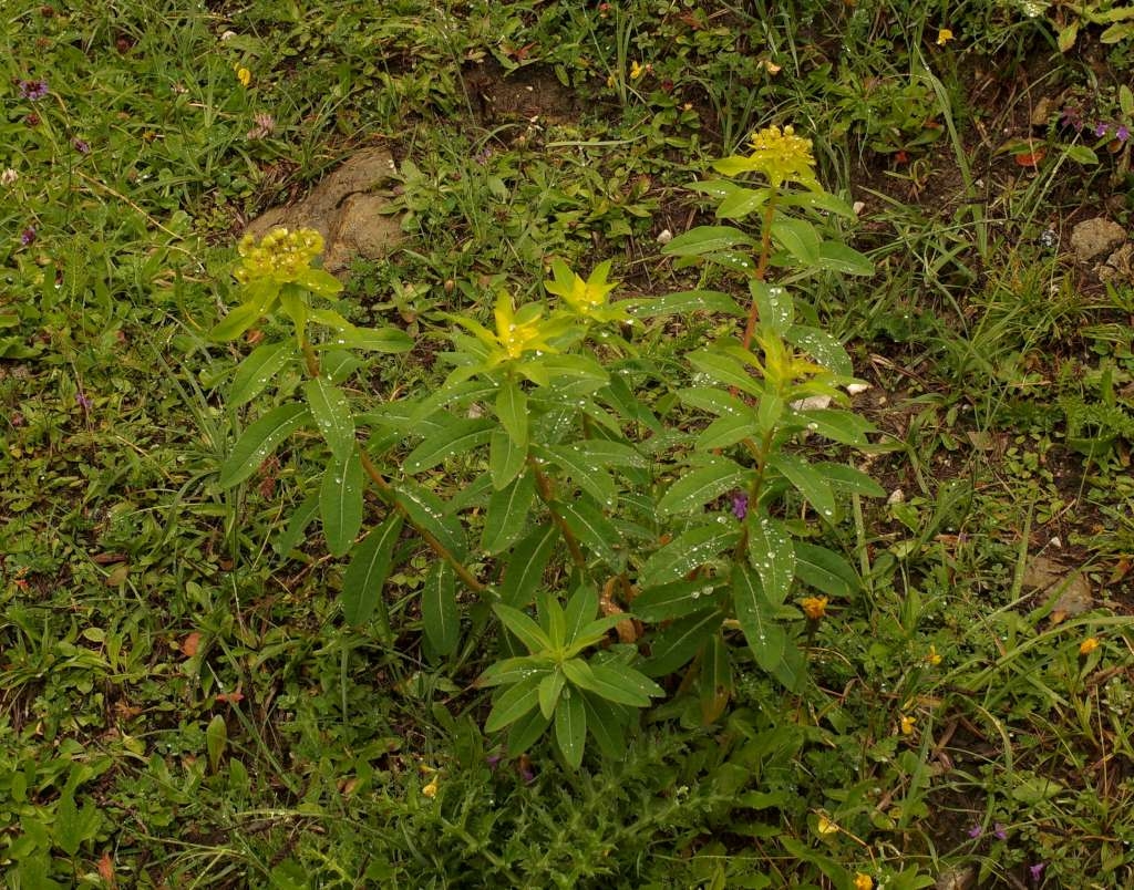 IMGP0100-1024~0.jpg