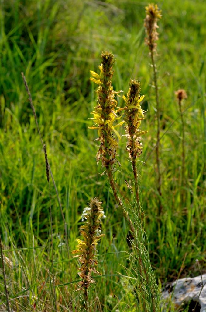IMGP0165-1024.jpg