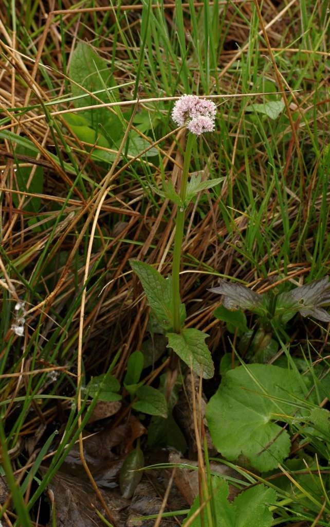IMGP0181-1024~3.jpg