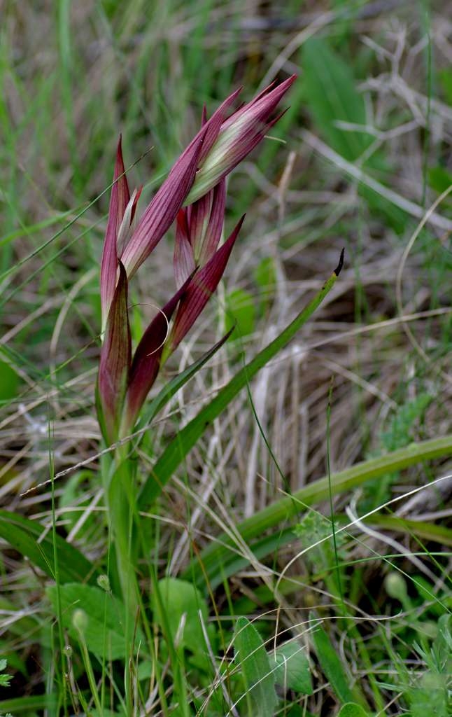 IMGP0222-1024~0.jpg