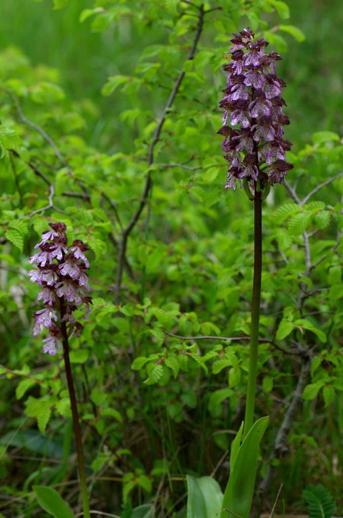 IMGP0259-1024~0.jpg