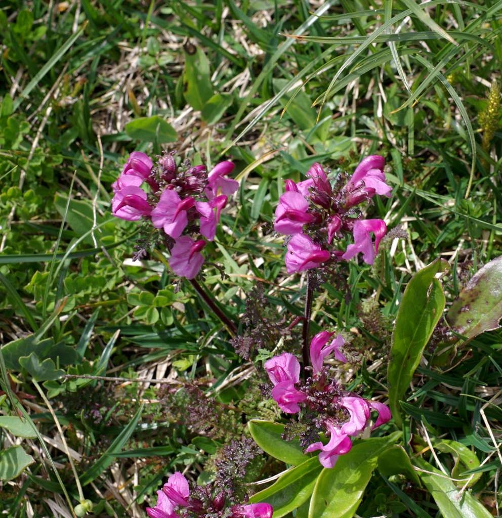 IMGP0275-1024~2.jpg