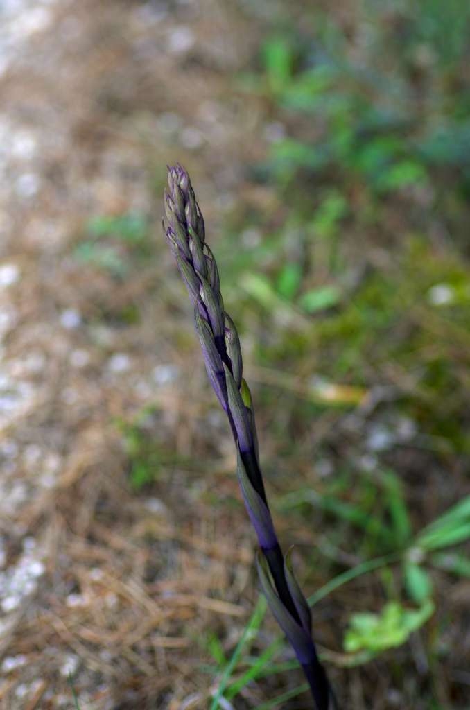 IMGP0281-1024.jpg
