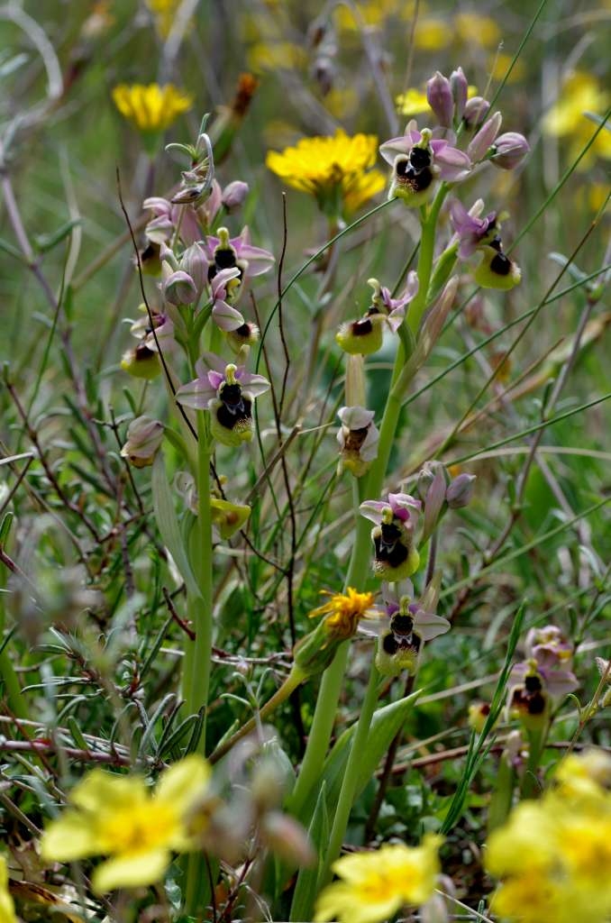 IMGP0296-1024.jpg