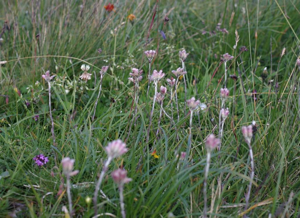 IMGP0296-1024~1.jpg