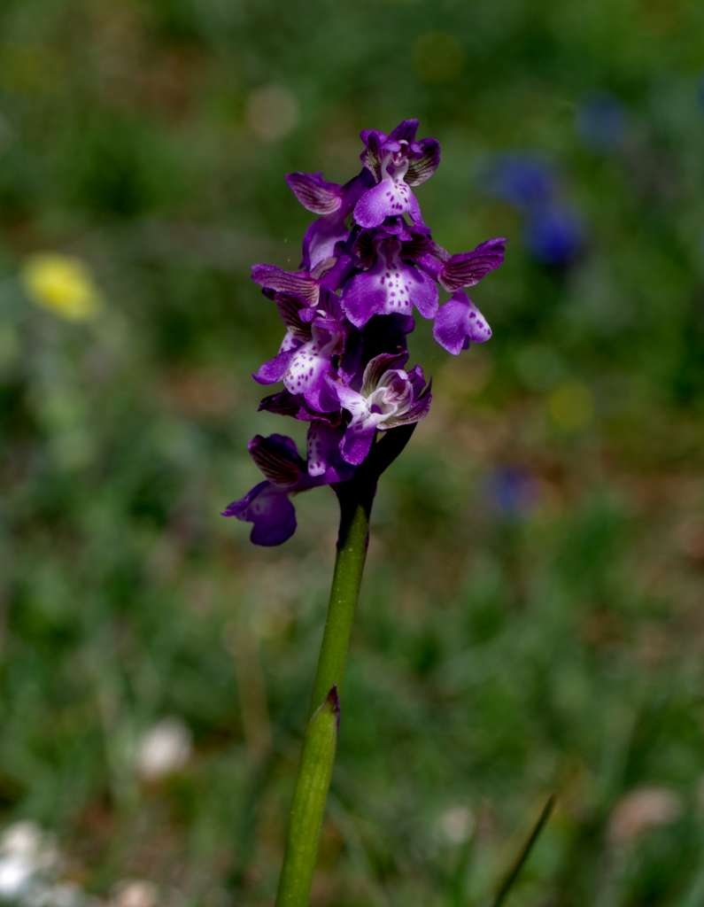 IMGP0308-1024.jpg