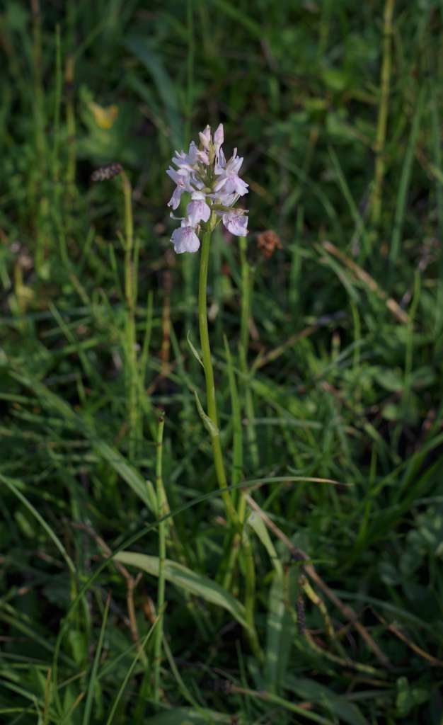IMGP0334-1024~1.jpg