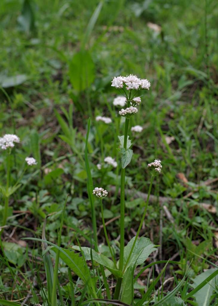 IMGP0376-1024~0.jpg
