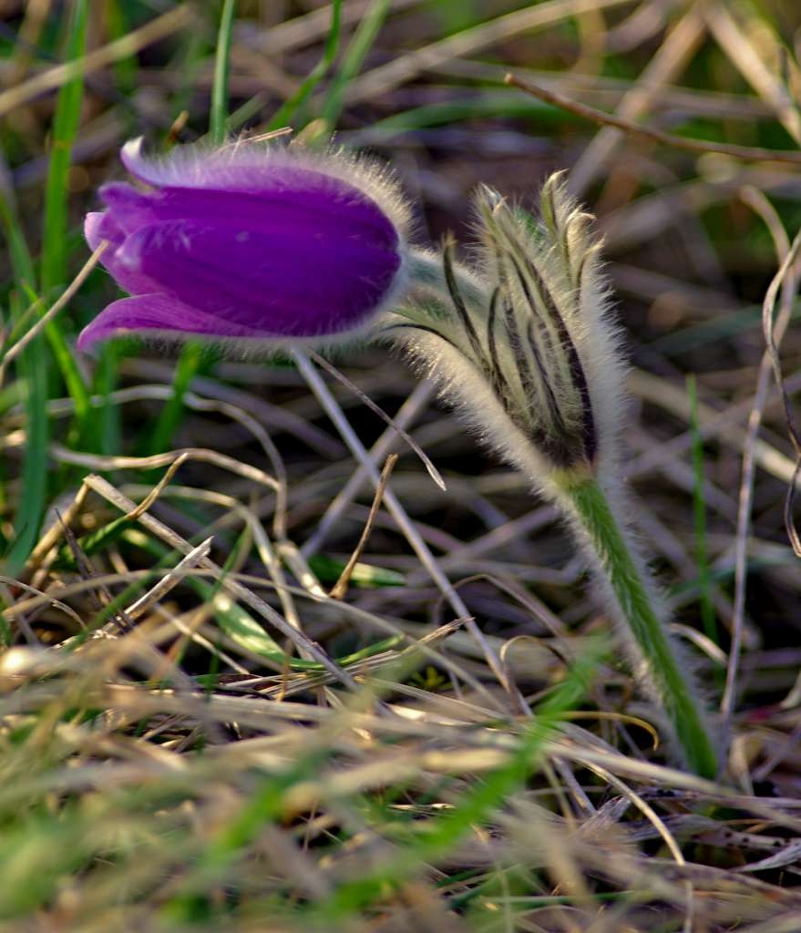 IMGP0384-1024.jpg