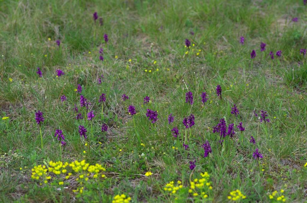 IMGP0392-1024~0.jpg