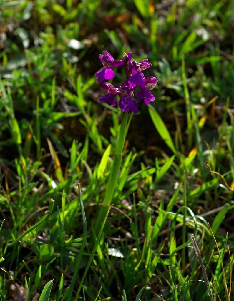 IMGP0414-1024.jpg
