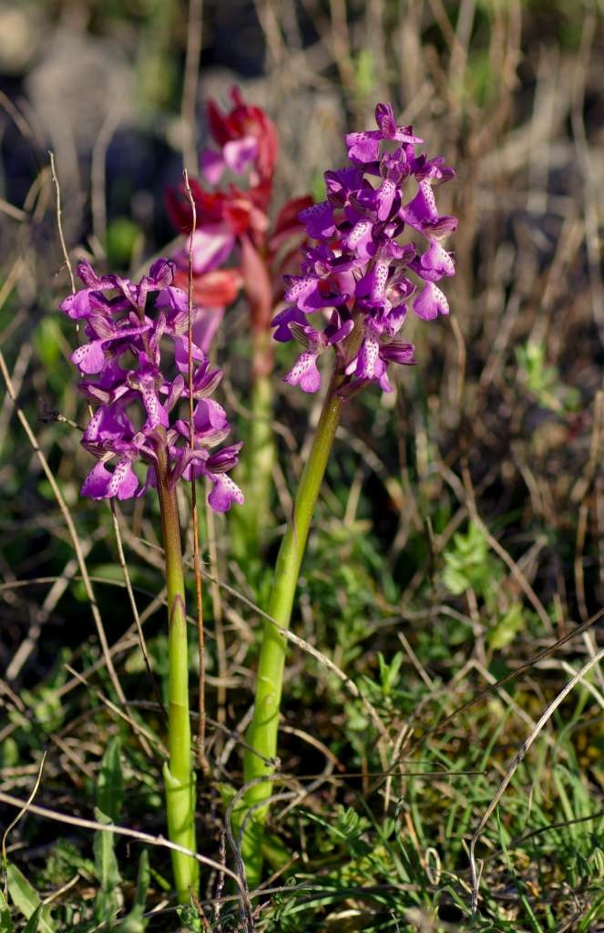 IMGP0440-1024.jpg