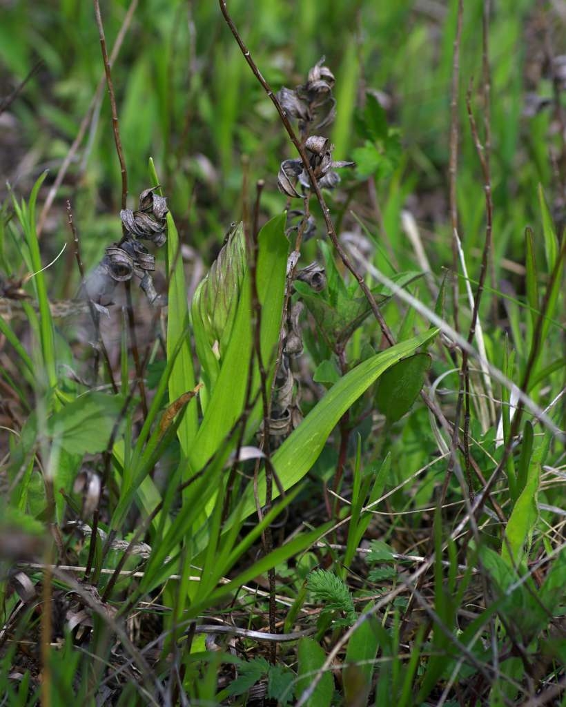 IMGP0452-1024~0.jpg
