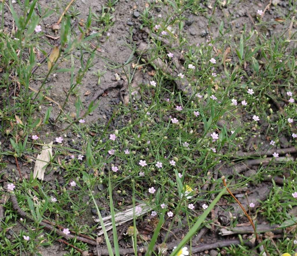 IMGP0455-1024~2.jpg