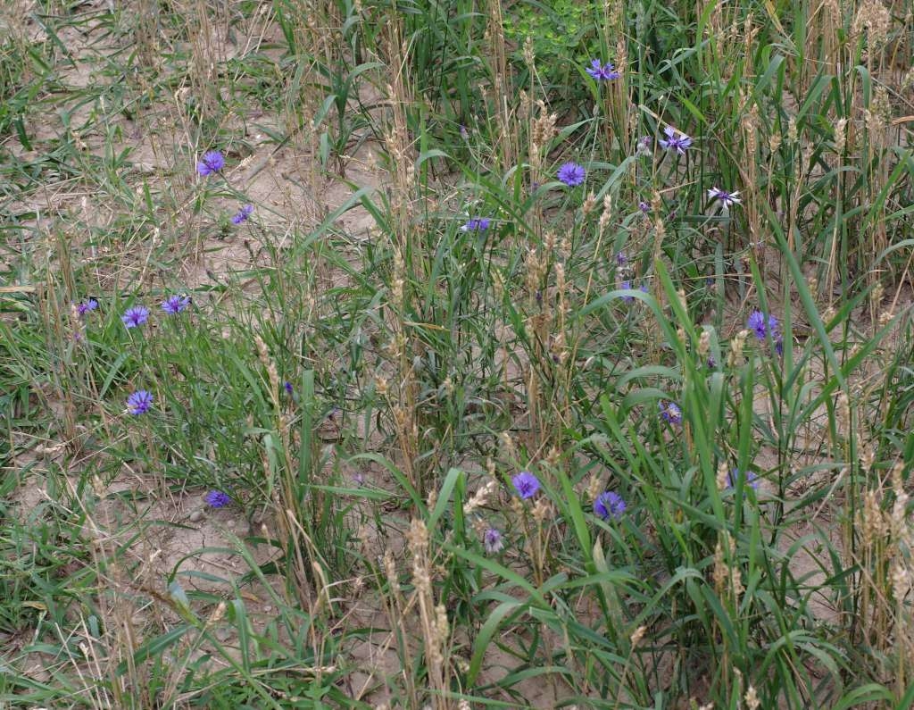 IMGP0459-1024~2.jpg