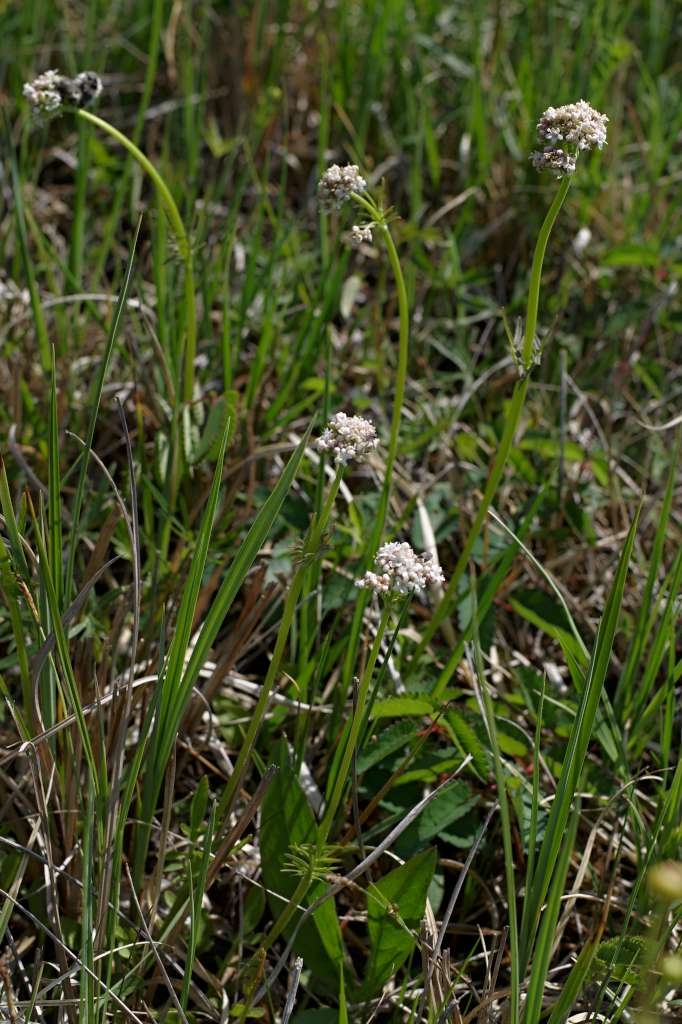 IMGP0479-1024~2.jpg