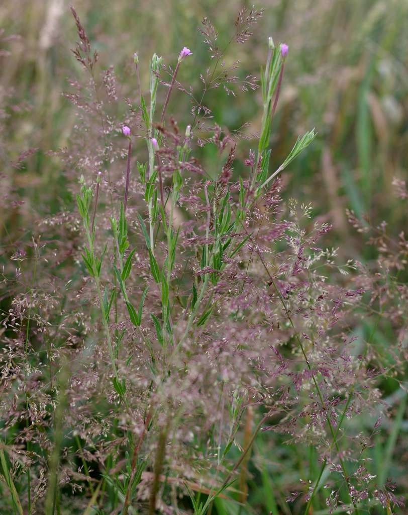 IMGP0487-1024~1.jpg