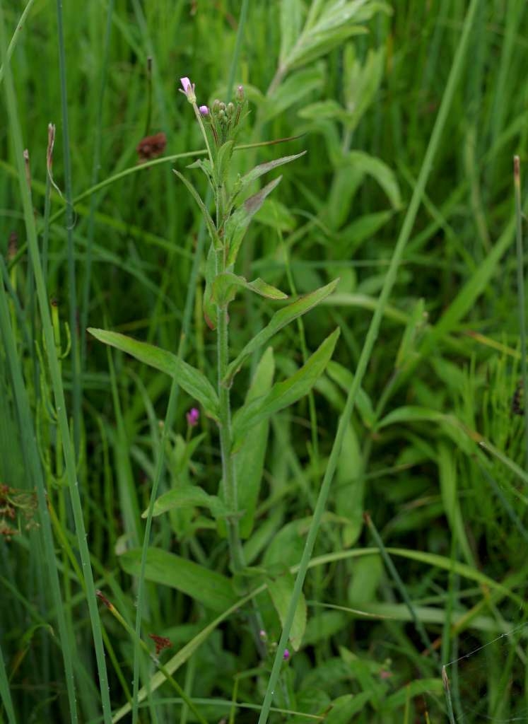 IMGP0523-1024~4.jpg
