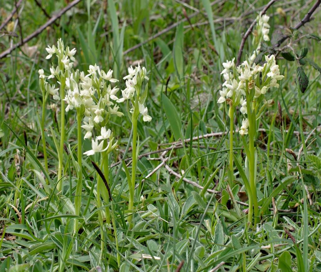 IMGP0560-1024~0.jpg