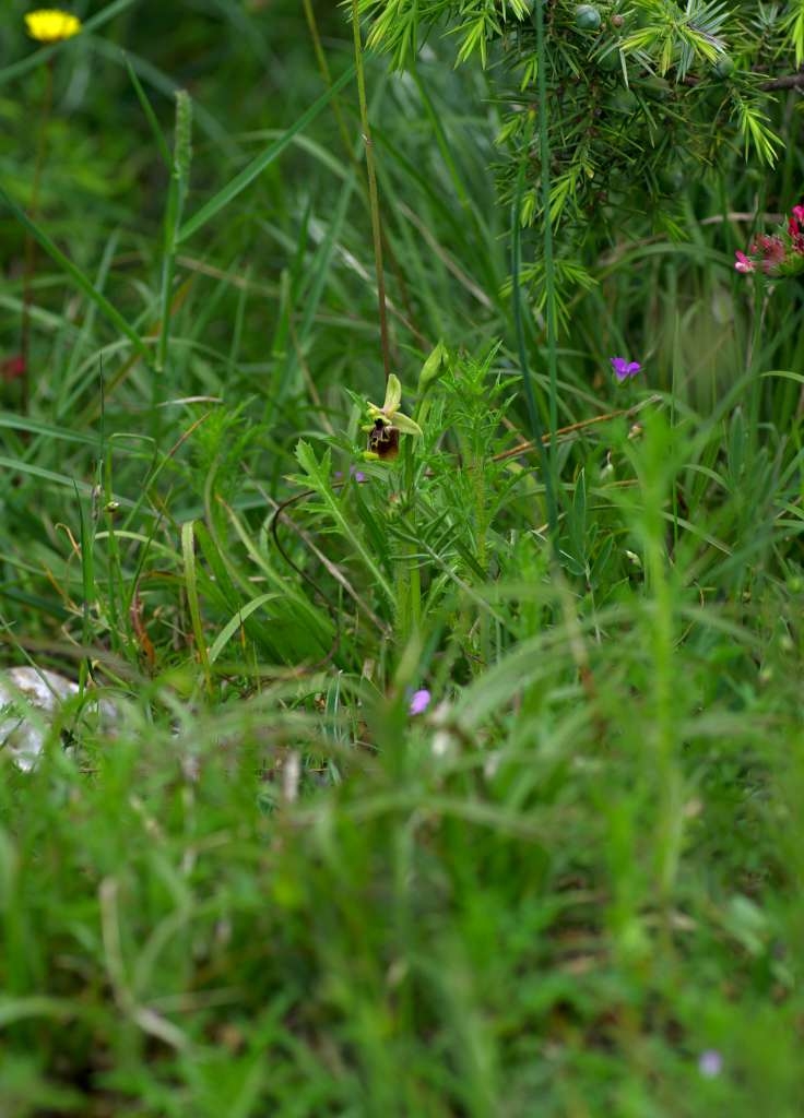 IMGP0592-1024~1.jpg