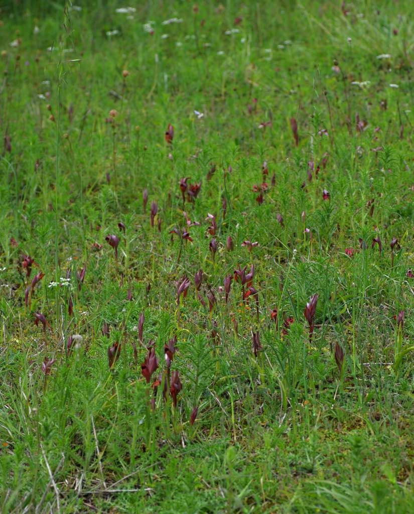 IMGP0612-1024~0.jpg