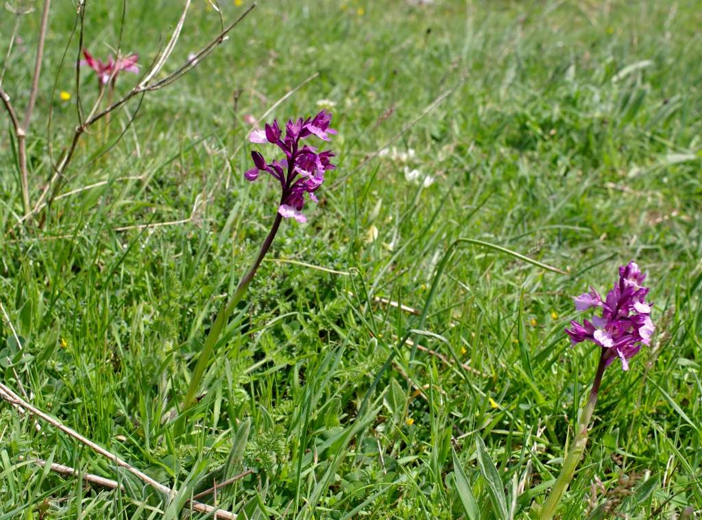 IMGP0623-1024~0.jpg