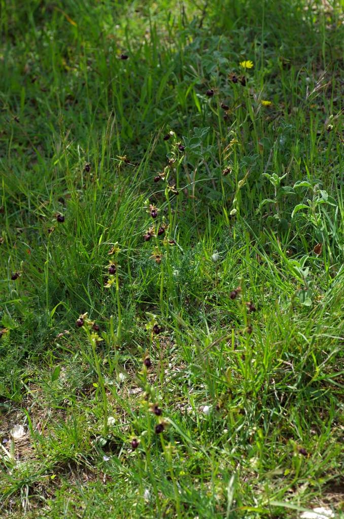IMGP0629-1024~1.jpg