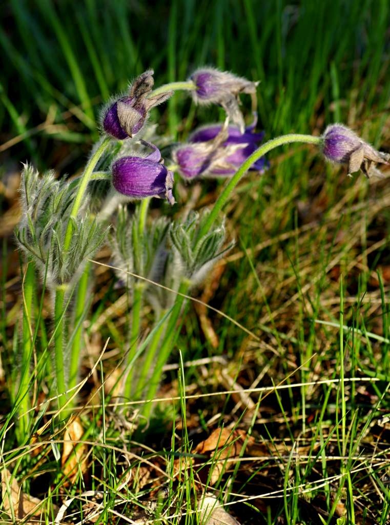 IMGP0646-1024.jpg