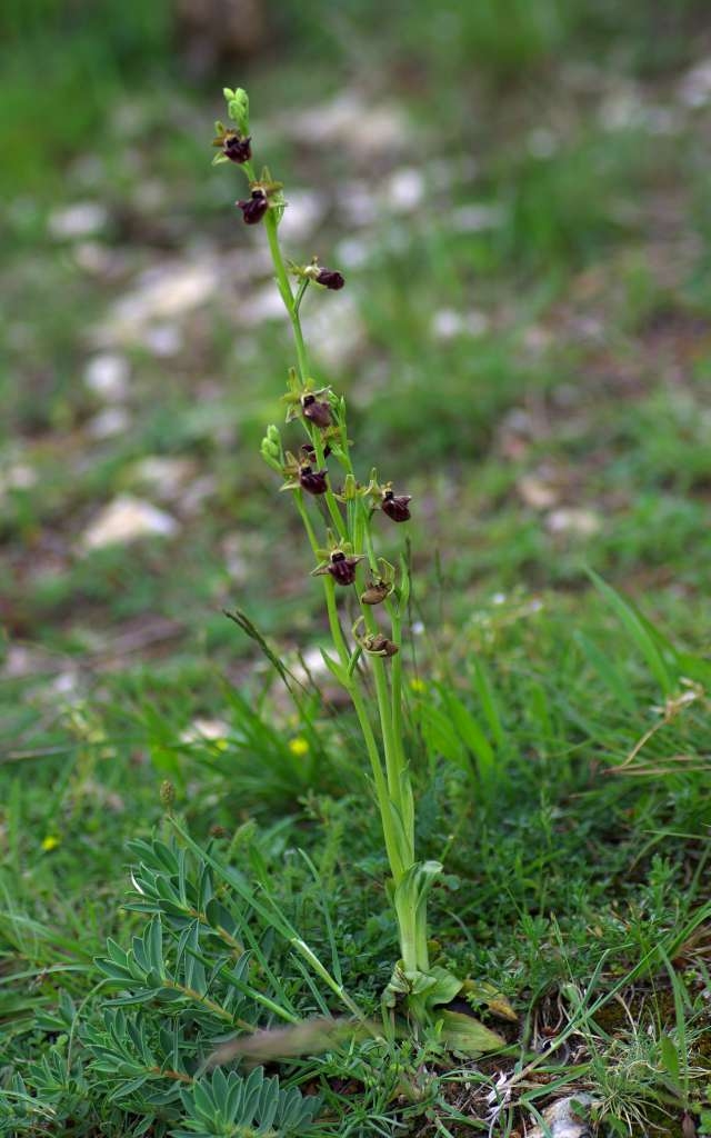 IMGP0673-1024~1.jpg