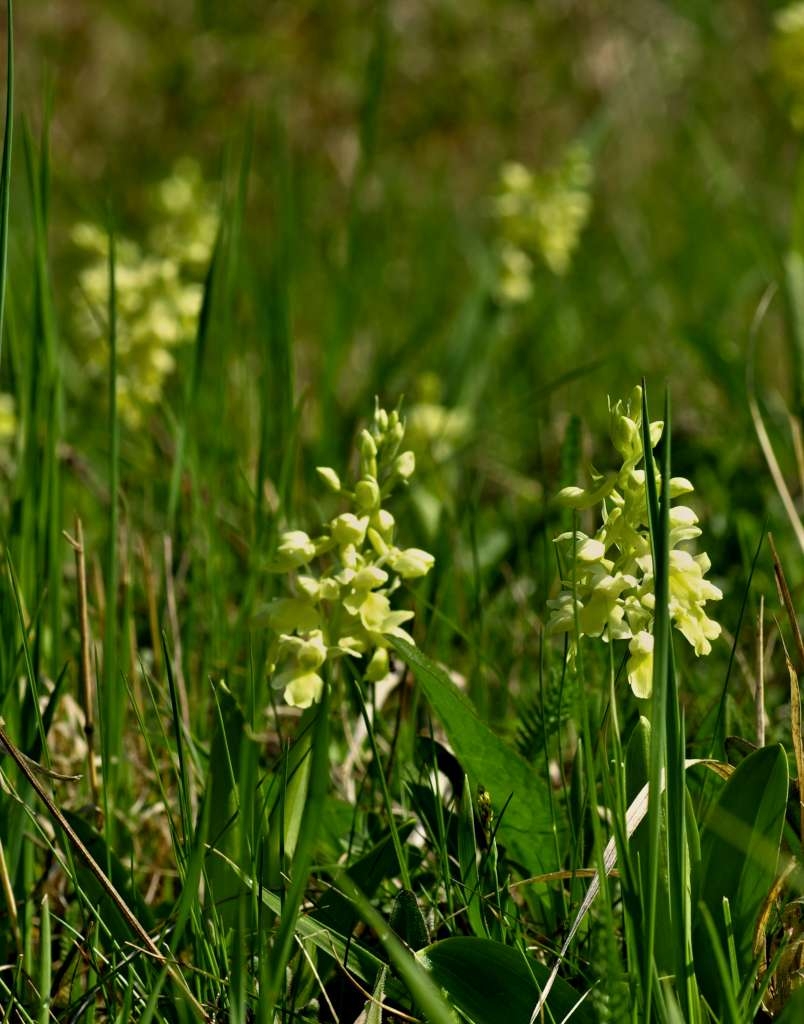 IMGP0721-1024~0.jpg
