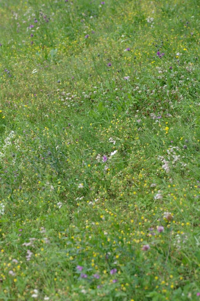 IMGP0736-1024~2.jpg