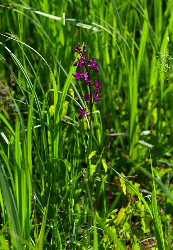 IMGP0741-1024~1.jpg
