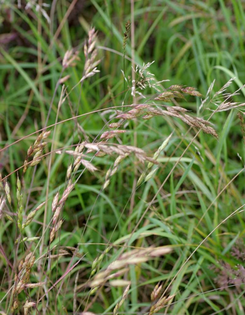 IMGP0747-1024~1.jpg