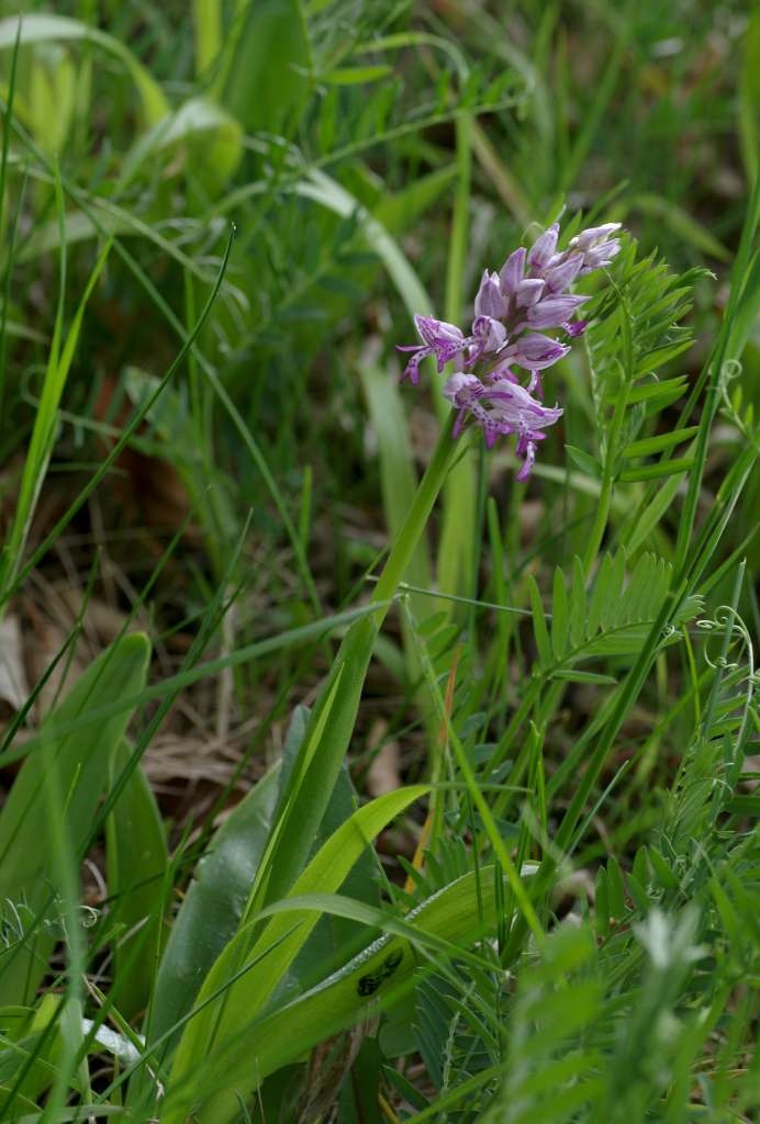 IMGP0747-1024~2.jpg