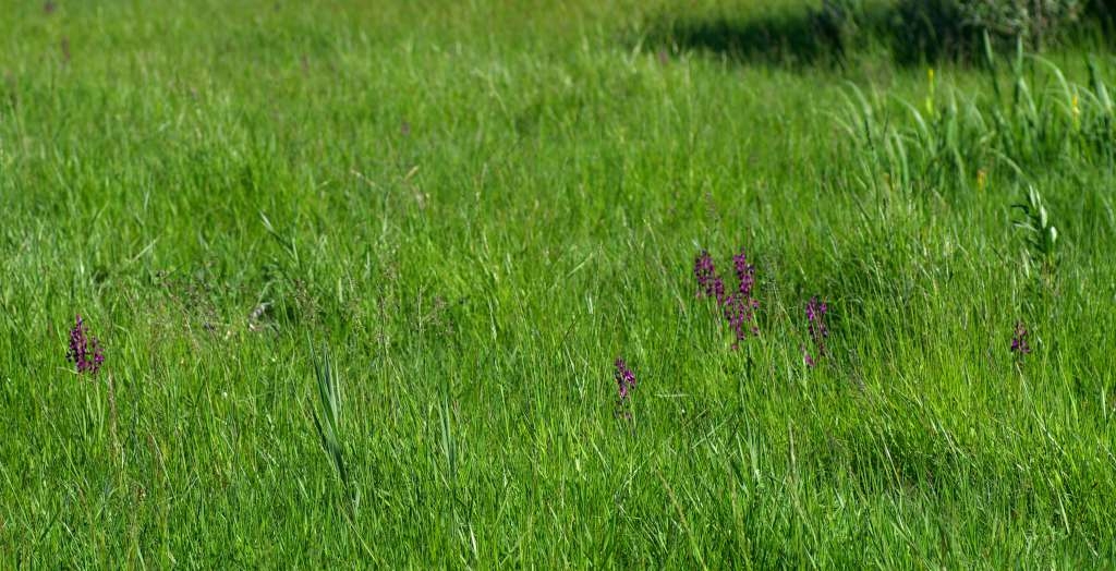 IMGP0748-1024~0.jpg