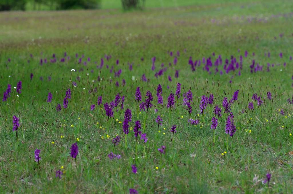 IMGP0754-1024.jpg
