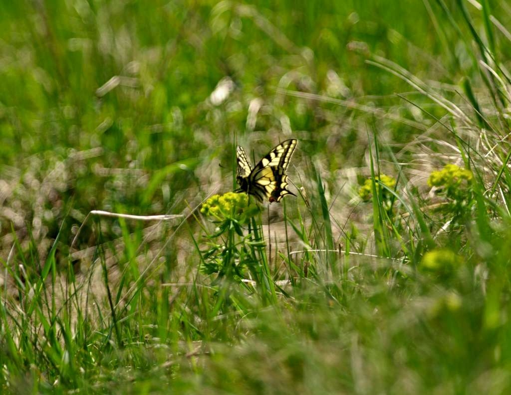 IMGP0765-1024.jpg